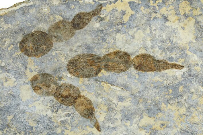 Dinosaur (Grallator) Track - Negative Impression #366830